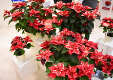 The Fantasy Star of Selecta One.